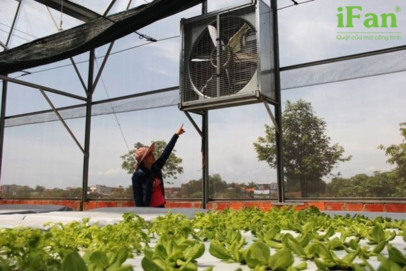 Quạt hút công nghiệp 500x500 được ứng dụng trong nhà kính nông nghiệp để lưu thông không khí